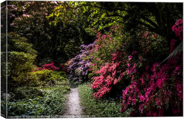 Vibrant Azaleas in the mysterious magical Penjerri Canvas Print by Gordon Scammell