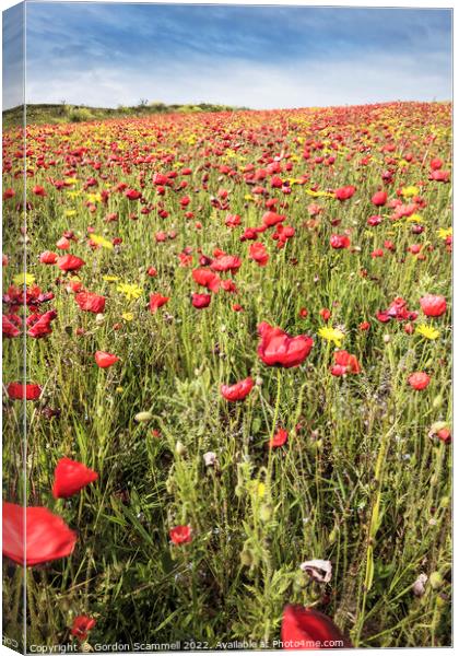 The spectacular poppy fields on West Pentire in Ne Canvas Print by Gordon Scammell