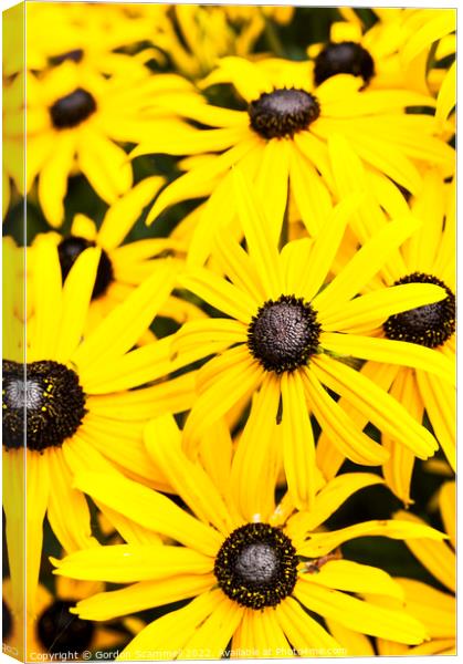 Black Eyed Susan flowers. Canvas Print by Gordon Scammell