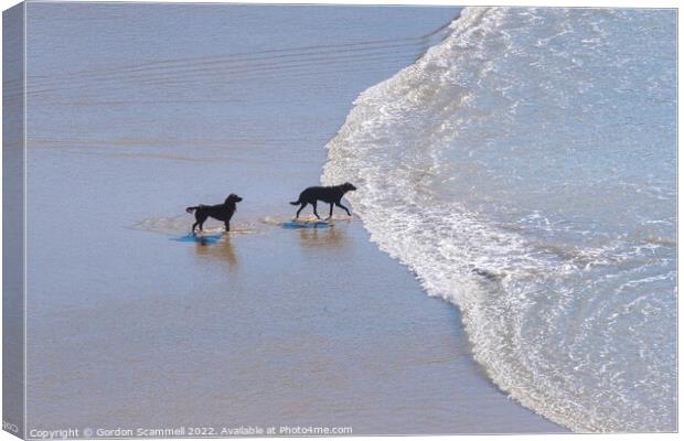 Dogs paddling in the sea at Polly Joke in Cornwall Canvas Print by Gordon Scammell