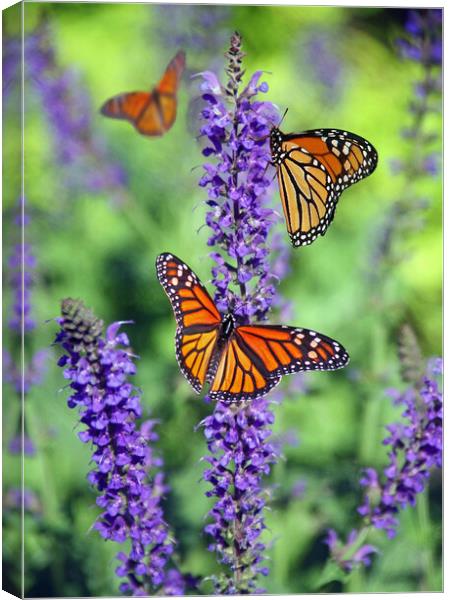 Monarch Butterfly perched on Lavender. Canvas Print by Elizabeth Hudson