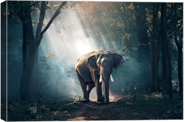 Sun beaming down on an Elephant Canvas Print by Elizabeth Hudson