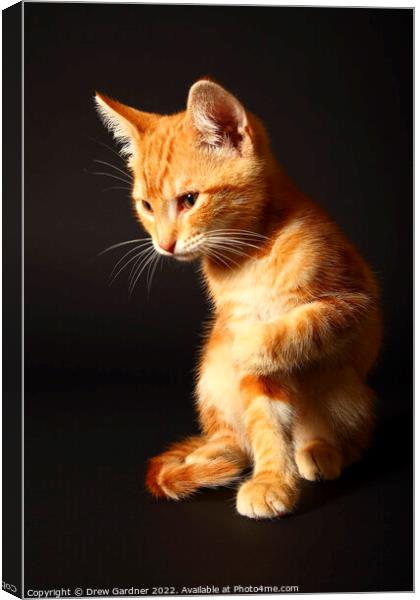 Ginger Kitten Canvas Print by Drew Gardner