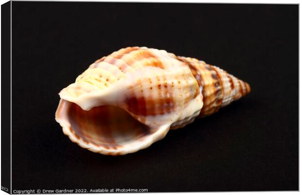 Whelk Seashell Canvas Print by Drew Gardner