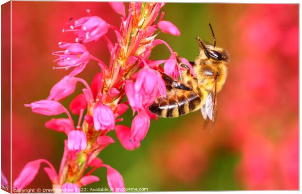 Pollinating Bee Canvas Print by Drew Gardner