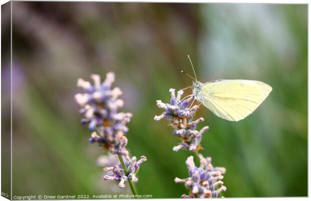 Summer Butterfly Canvas Print by Drew Gardner