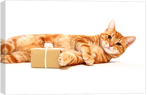 Cat with a Gift Canvas Print by Drew Gardner