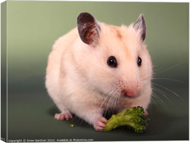 Syrian Hamster  Canvas Print by Drew Gardner