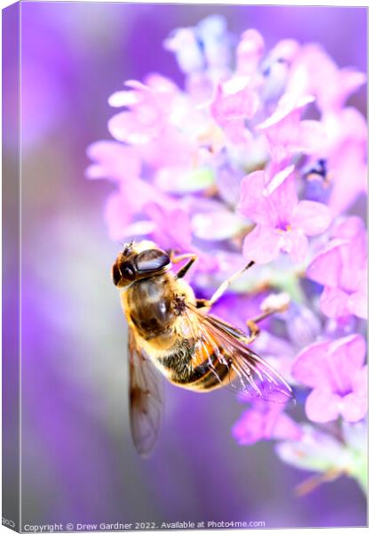 Bee Pollinating Canvas Print by Drew Gardner