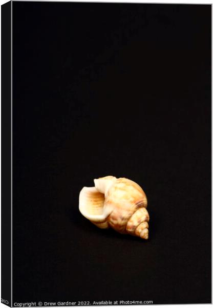 Honey Whelk Canvas Print by Drew Gardner