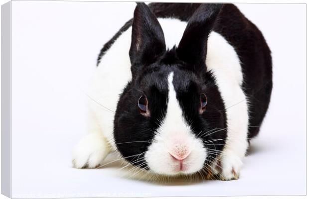 Dutch Rabbit  Canvas Print by Drew Gardner