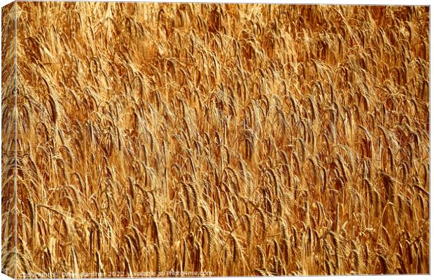 Golden Wheat Canvas Print by Drew Gardner