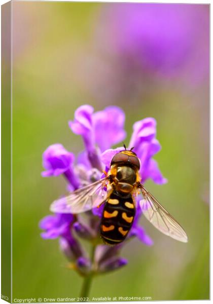 Hoverfly Pollinating Canvas Print by Drew Gardner