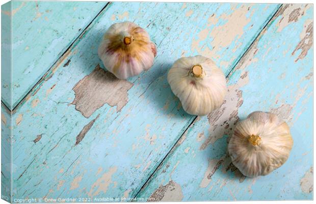 Garlic Canvas Print by Drew Gardner