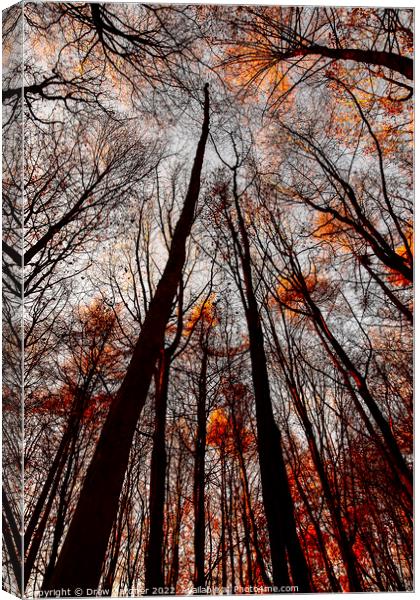 Autumn Trees Canvas Print by Drew Gardner