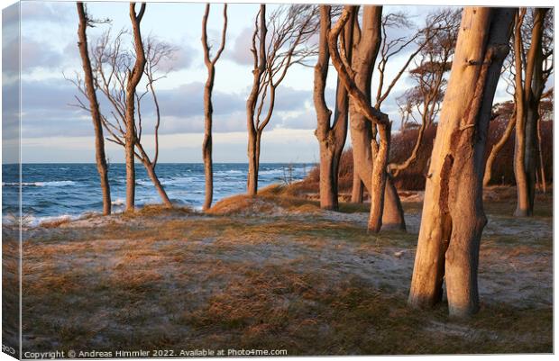 Trees on a high, grassy dune (Darß, Germany) Canvas Print by Andreas Himmler