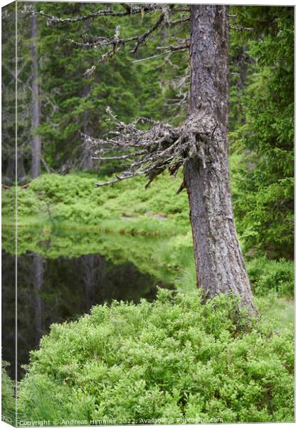 Spruce trunk in the Rauris Virgin Forest Canvas Print by Andreas Himmler