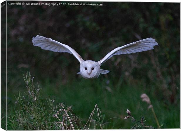 Barn Owl in Flight Canvas Print by Will Ireland Photography