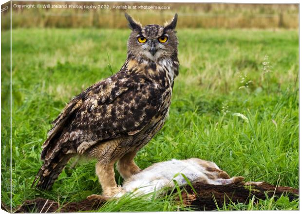 Eagle Owl with Prey Canvas Print by Will Ireland Photography