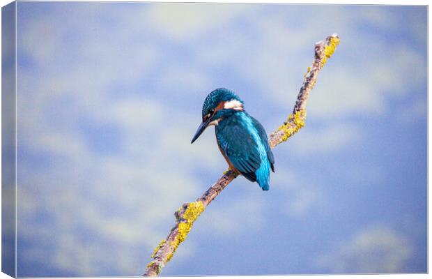 KingFisher Canvas Print by Will Ireland Photography