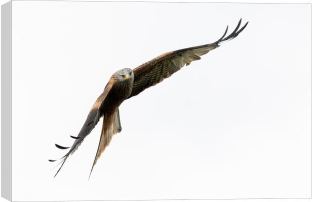Red Kite in Flight Canvas Print by Will Ireland Photography