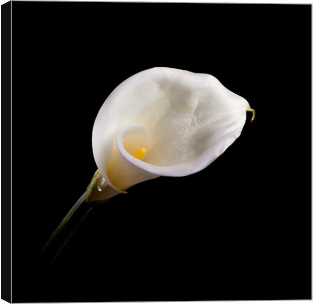 Calla Lily Wall Art Canvas Print by Will Ireland Photography
