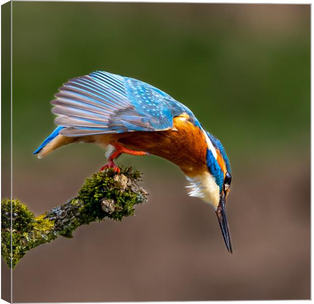 A Kingfisher preparing to Dive for a Fish Canvas Print by Will Ireland Photography