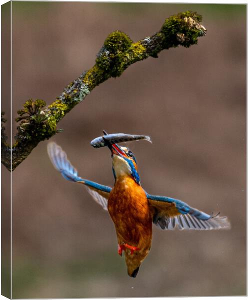 A Kingfisher Returning to Branch with Fish Canvas Print by Will Ireland Photography
