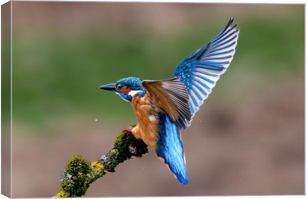 A Kingfisher landing on a Branch Canvas Print by Will Ireland Photography