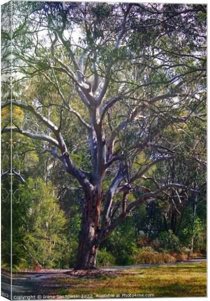 The Ole Tree Canvas Print by Irene Sosnowski
