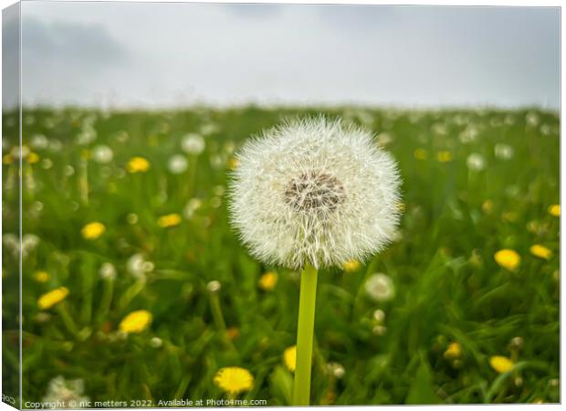 The Seeds of a Dandelion  Canvas Print by nic 744