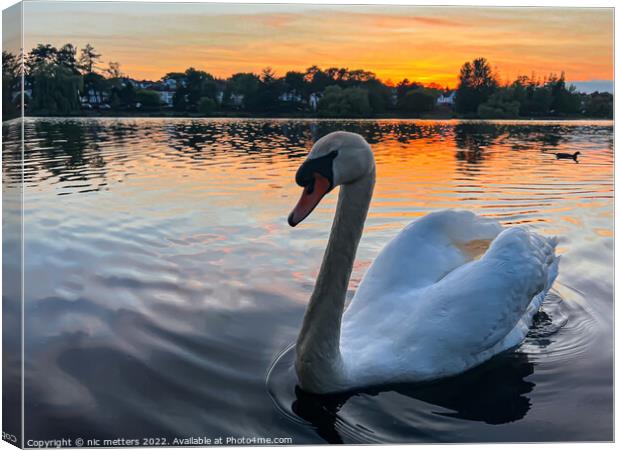 Roath Park Swan swimming in the lake  Canvas Print by nic 744