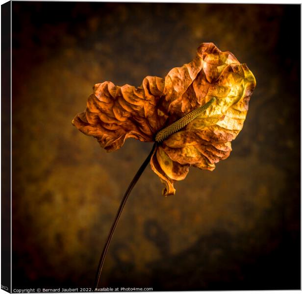 Dried autumn leaf  Canvas Print by Bernard Jaubert
