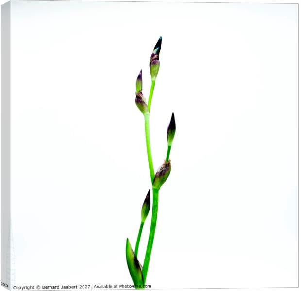 Iris flower Canvas Print by Bernard Jaubert