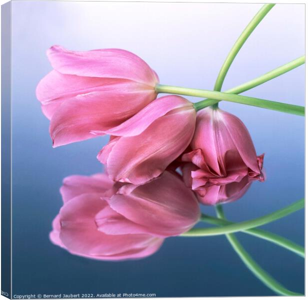 Pink tulips Canvas Print by Bernard Jaubert