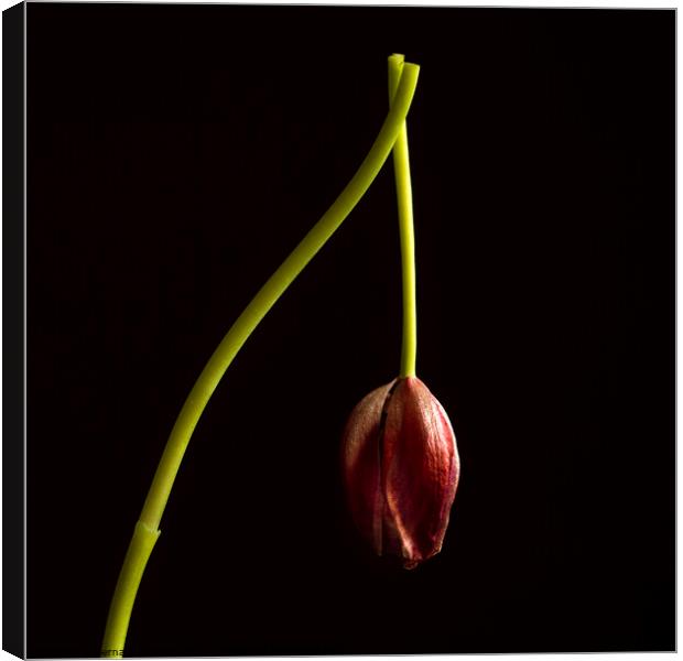 Faded red tulip Canvas Print by Bernard Jaubert