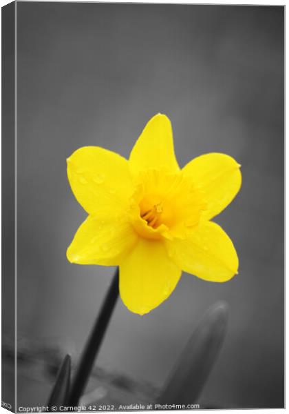 The Daffodil's Close Encounter Canvas Print by Carnegie 42