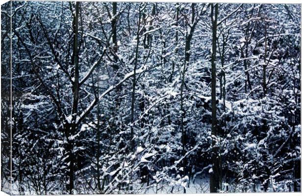 Winter's Ethereal Embrace Canvas Print by Carnegie 42