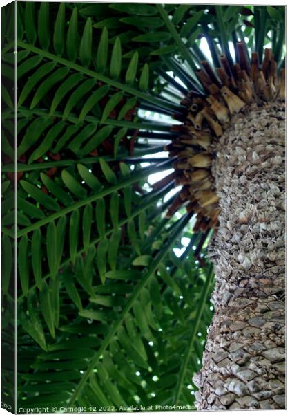 Tropical Splendour: Palm Tree Close-Up Canvas Print by Carnegie 42