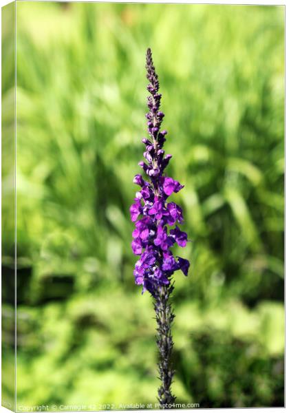 Lavender Bloom Brilliance Canvas Print by Carnegie 42