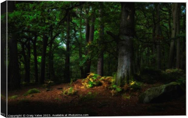 Padley Gorge Woodland Light. Canvas Print by Craig Yates