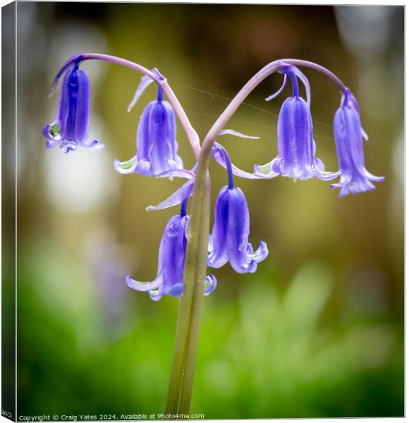 Bluebelles Macro Shot Canvas Print by Craig Yates