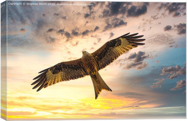 Red Kite in Flight at Sunset Canvas Print by Stephen Pimm