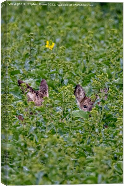 Wild Roe Deer hiding in a field Canvas Print by Stephen Pimm