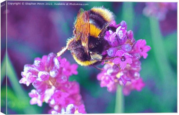 Bee on Lavender Canvas Print by Stephen Pimm