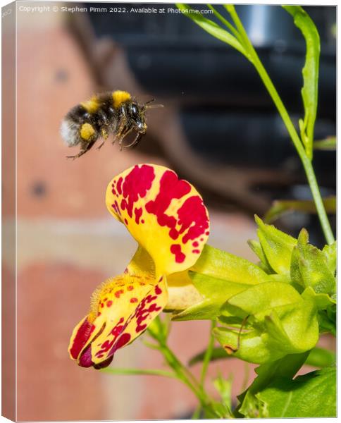 Bee hovering over a flower Canvas Print by Stephen Pimm