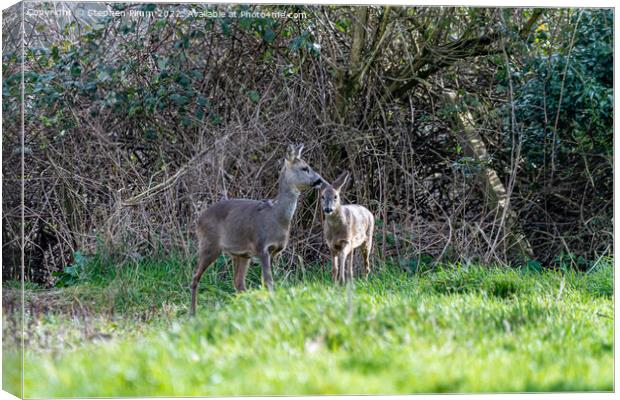 Two Wild Roe Deer in a field Canvas Print by Stephen Pimm