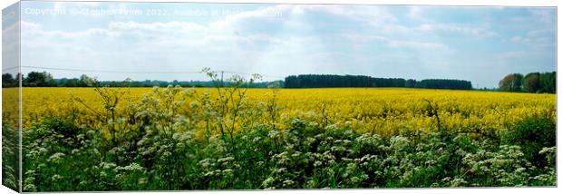 Panoramic Rapeseed Field View Canvas Print by Stephen Pimm