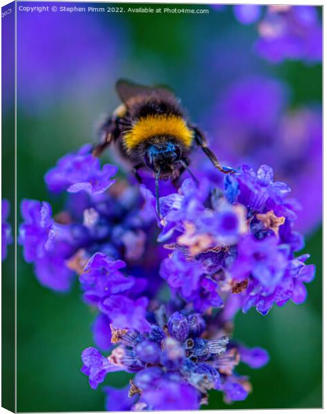 Bee on Lavender Canvas Print by Stephen Pimm