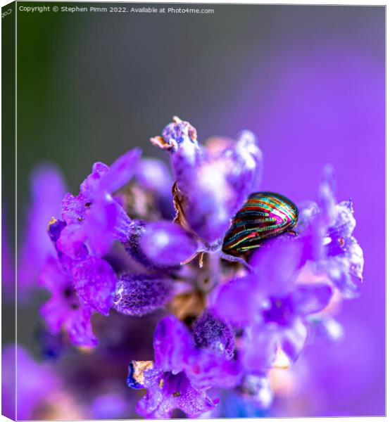 Lavender Beetle on Lavender Canvas Print by Stephen Pimm